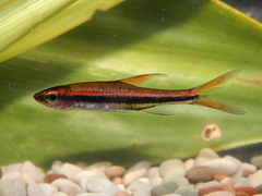 Glowlight Rasbora photo 4