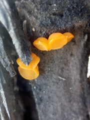 Bispora