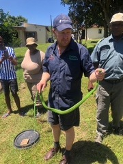 Dendroaspis angusticeps