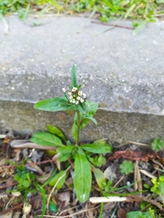 Capsella bursa-pastoris