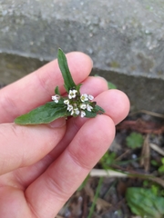 Capsella bursa-pastoris