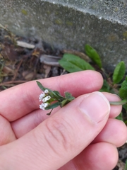 Capsella bursa-pastoris