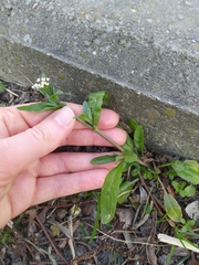 Capsella bursa-pastoris