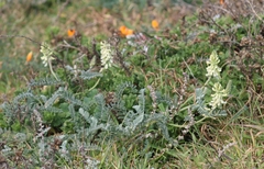 Astragalus nuttallii nuttallii