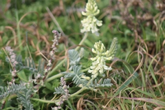 Astragalus nuttallii nuttallii