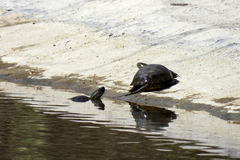 Emys orbicularis