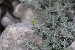 Teucrium aureum