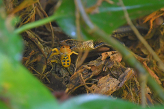 Platythomisus octomaculatus