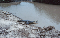 Caiman crocodilus crocodilus