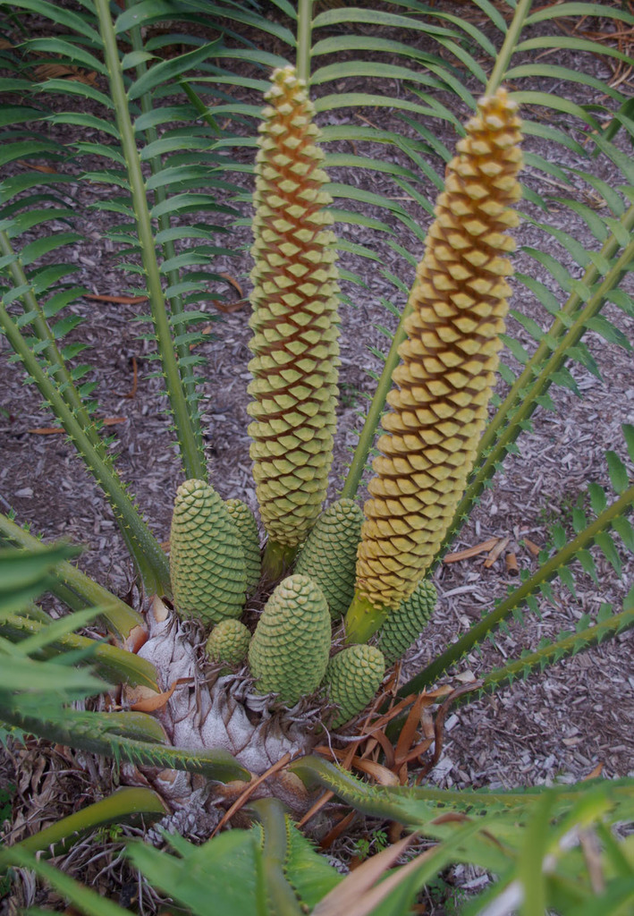Encephalartos hildebrandtii