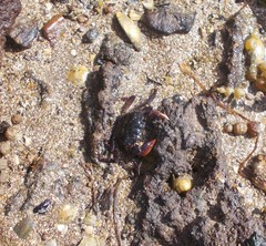 Paragrapsus laevis