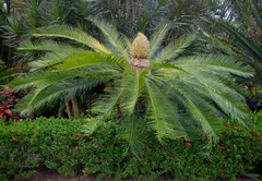 Cycas taiwaniana
