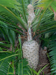 Dioon spinulosum