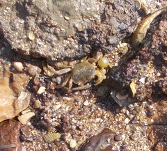 Paragrapsus quadridentatus