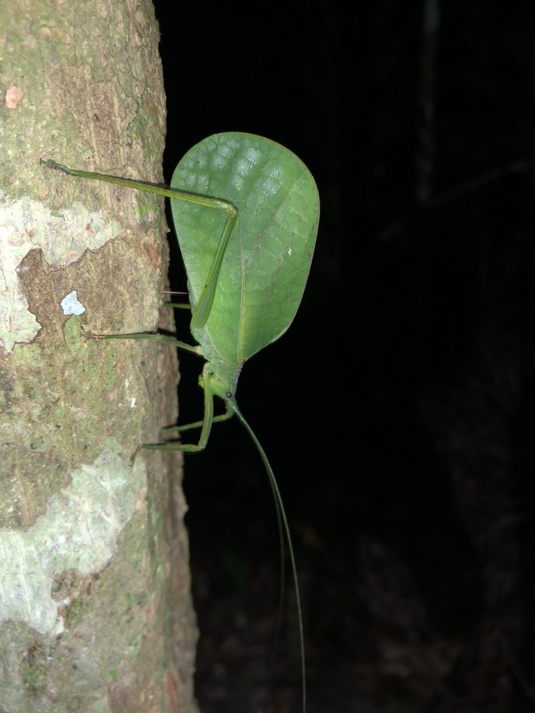 Mastighaphoides vaginalis