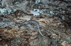 Hemidactylus palaichthus