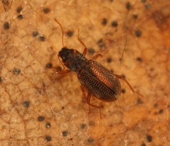 Hydraena testacea