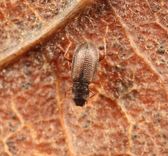 Hydraena testacea