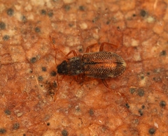 Hydraena testacea