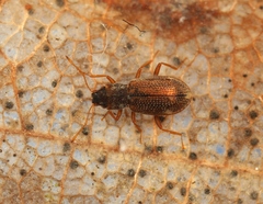Hydraena testacea