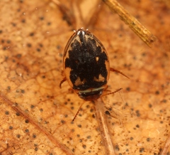 Hygrotus inaequalis