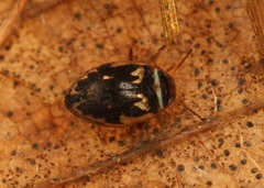 Hygrotus inaequalis