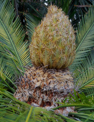 Cycas taiwaniana