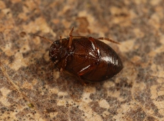 Hygrotus inaequalis