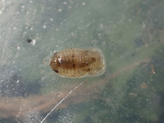 Lekanesphaera hookeri