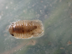 Lekanesphaera hookeri