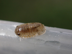 Lekanesphaera hookeri