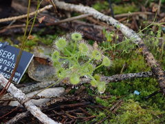Drosera yilgarnensis