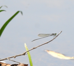 Pseudagrion indicum