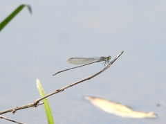 Pseudagrion indicum