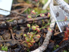 Drosera basifolia