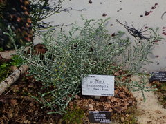Olearia lepidophylla