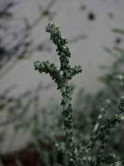 Olearia lepidophylla