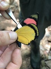 Batesia hypochlora