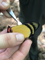 Batesia hypochlora