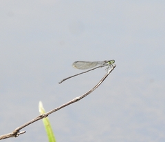 Pseudagrion indicum