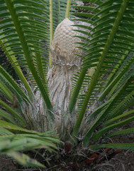 Dioon spinulosum