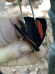 Batesia hypochlora