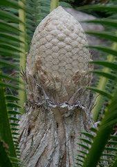 Dioon spinulosum