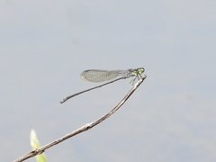 Pseudagrion indicum