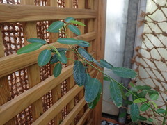 Codariocalyx motorius