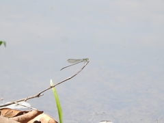 Pseudagrion indicum