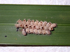 Trachythorax maculicollis