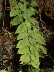 Freycinetia elegantula