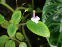 Streptocarpus pallidiflorus
