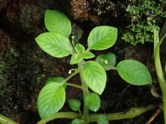 Streptocarpus pallidiflorus